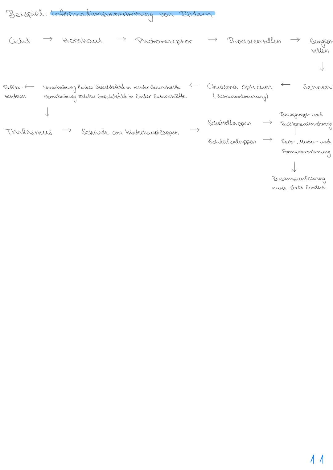 3.NEUROBIOLOGIE
Basiskonzepte
Das Basiskonzept... Struktur und Funktion beragt, dass bestimmte Strukturen auch in den
unterschiedlichsten Ti