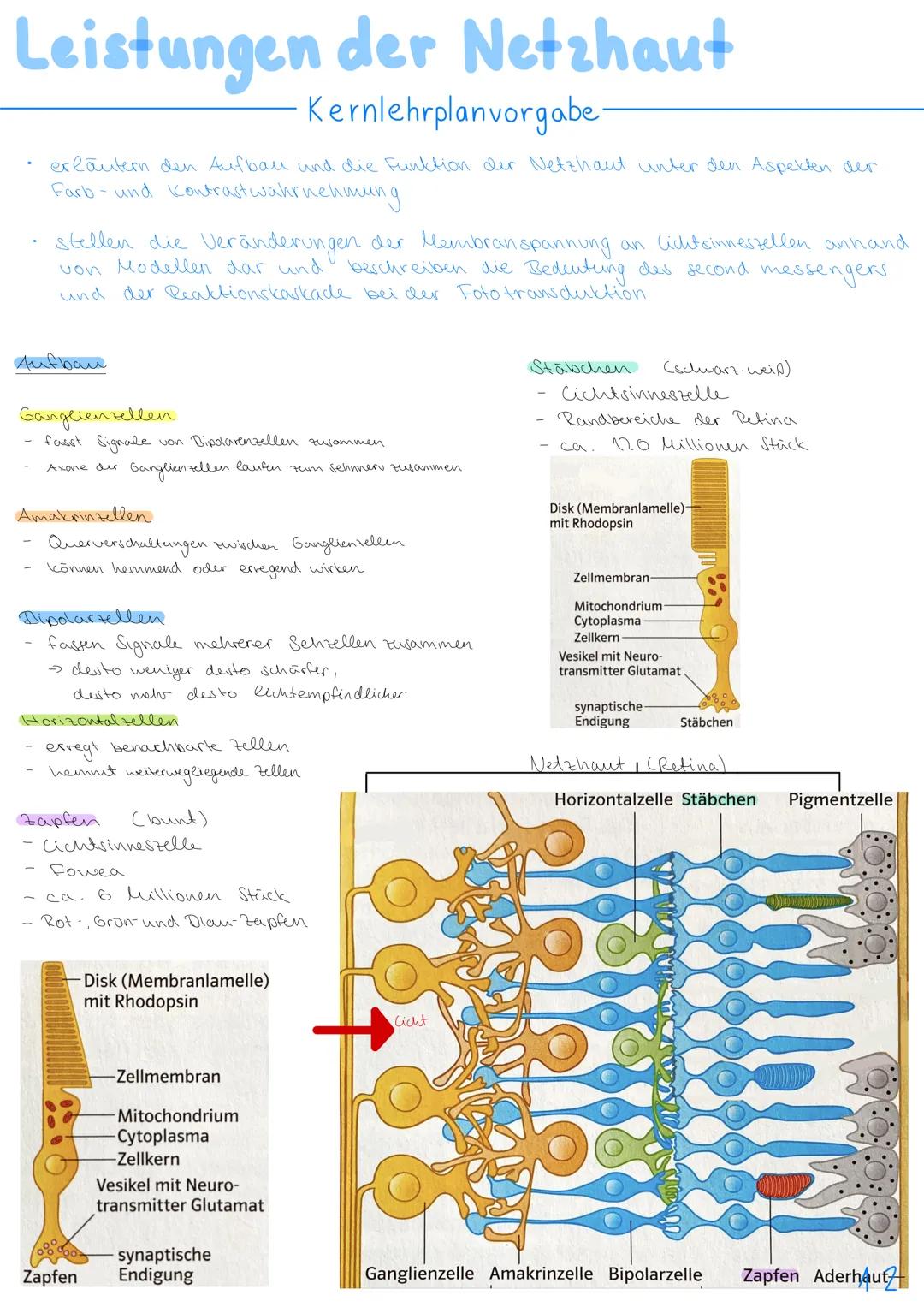 3.NEUROBIOLOGIE
Basiskonzepte
Das Basiskonzept... Struktur und Funktion beragt, dass bestimmte Strukturen auch in den
unterschiedlichsten Ti