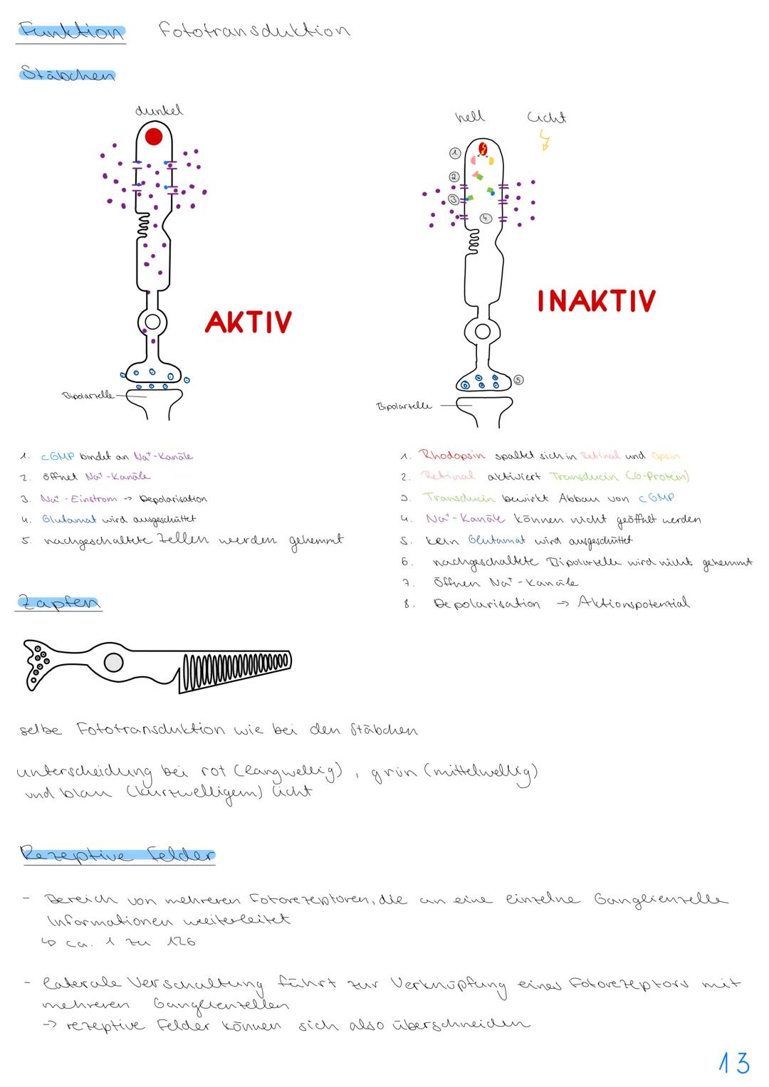 3.NEUROBIOLOGIE
Basiskonzepte
Das Basiskonzept... Struktur und Funktion beragt, dass bestimmte Strukturen auch in den
unterschiedlichsten Ti