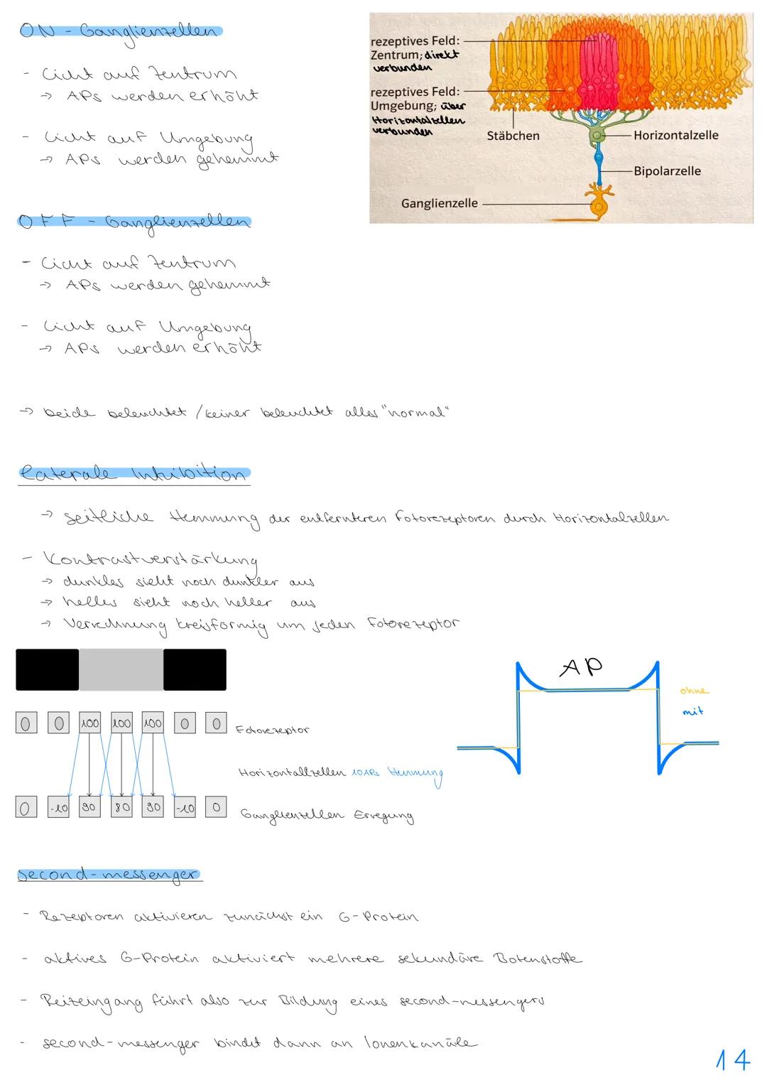 3.NEUROBIOLOGIE
Basiskonzepte
Das Basiskonzept... Struktur und Funktion beragt, dass bestimmte Strukturen auch in den
unterschiedlichsten Ti