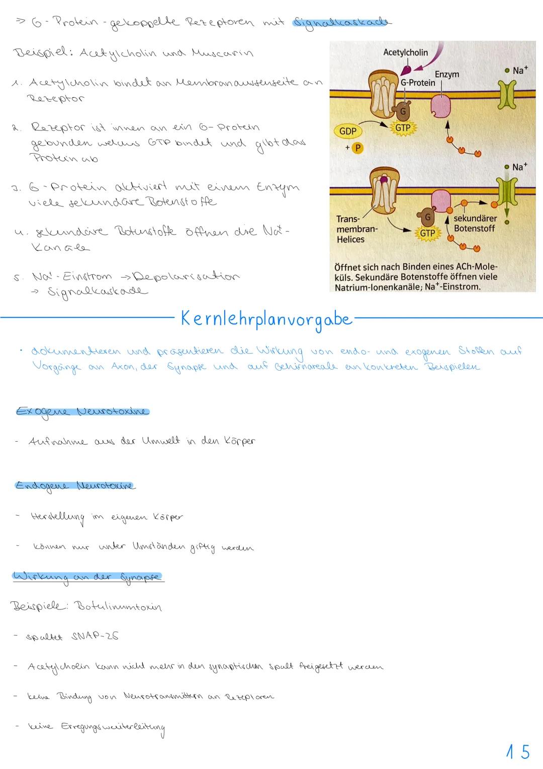 3.NEUROBIOLOGIE
Basiskonzepte
Das Basiskonzept... Struktur und Funktion beragt, dass bestimmte Strukturen auch in den
unterschiedlichsten Ti