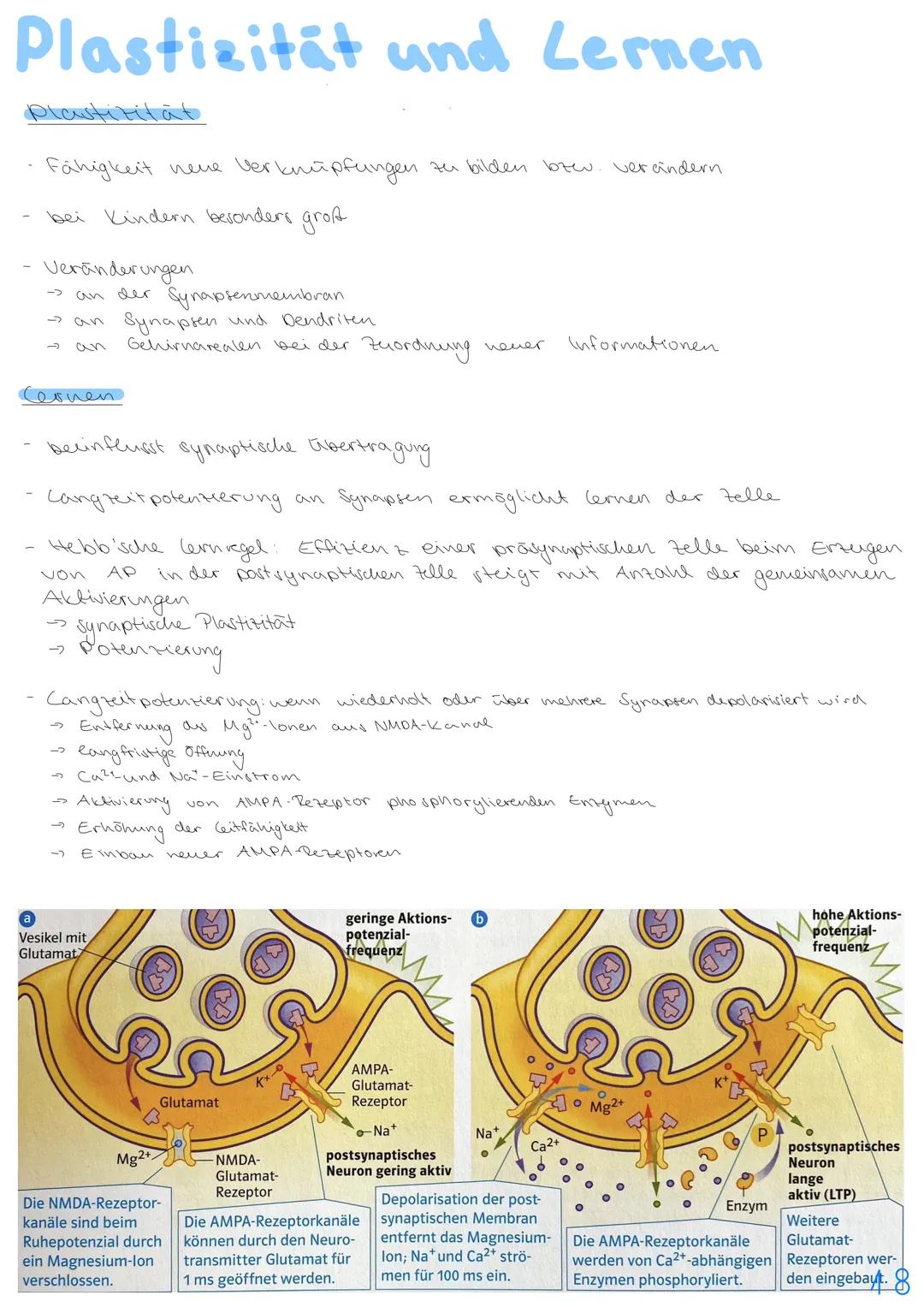 3.NEUROBIOLOGIE
Basiskonzepte
Das Basiskonzept... Struktur und Funktion beragt, dass bestimmte Strukturen auch in den
unterschiedlichsten Ti