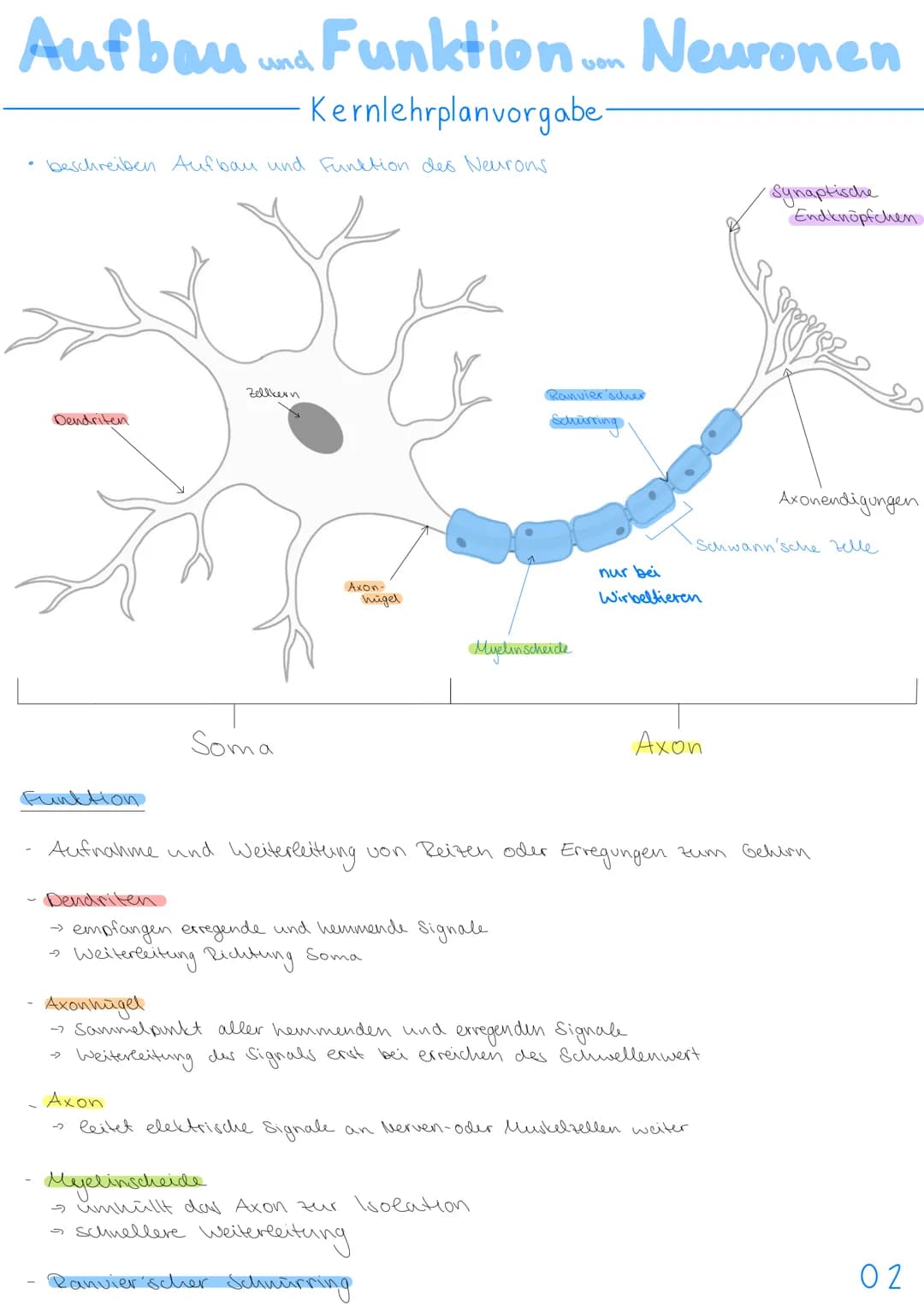 3.NEUROBIOLOGIE
Basiskonzepte
Das Basiskonzept... Struktur und Funktion beragt, dass bestimmte Strukturen auch in den
unterschiedlichsten Ti