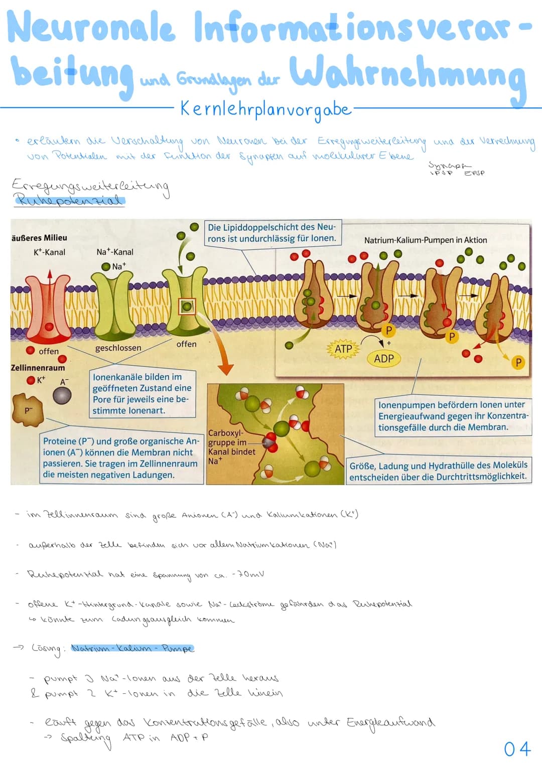 3.NEUROBIOLOGIE
Basiskonzepte
Das Basiskonzept... Struktur und Funktion beragt, dass bestimmte Strukturen auch in den
unterschiedlichsten Ti