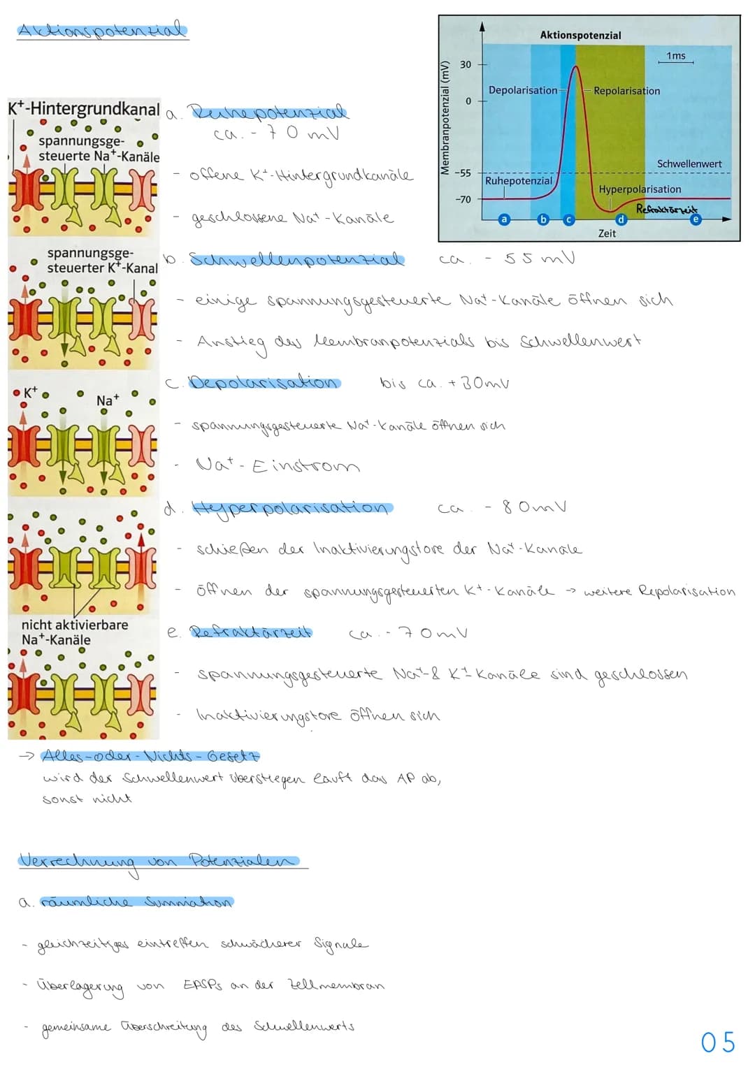 3.NEUROBIOLOGIE
Basiskonzepte
Das Basiskonzept... Struktur und Funktion beragt, dass bestimmte Strukturen auch in den
unterschiedlichsten Ti