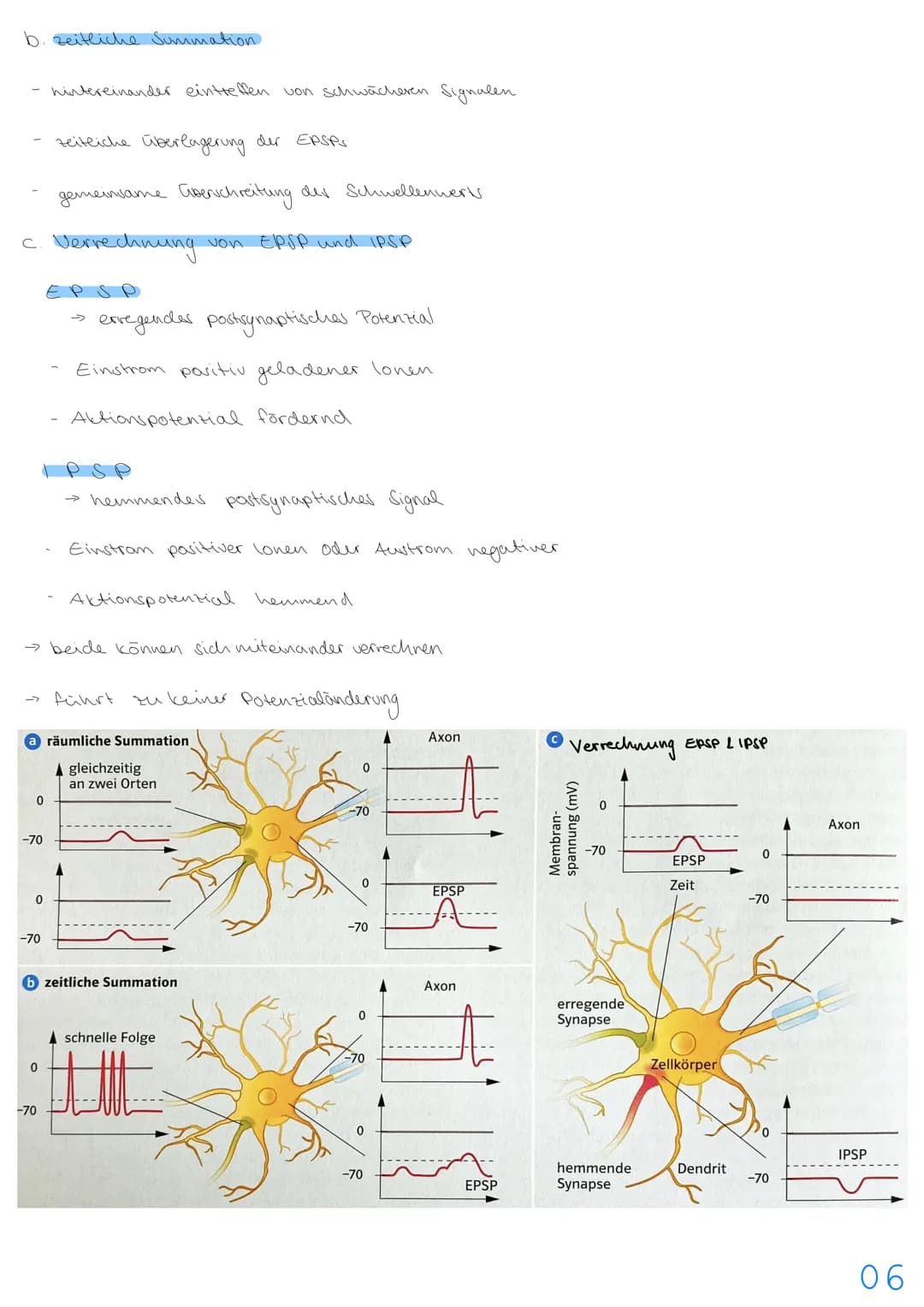 3.NEUROBIOLOGIE
Basiskonzepte
Das Basiskonzept... Struktur und Funktion beragt, dass bestimmte Strukturen auch in den
unterschiedlichsten Ti