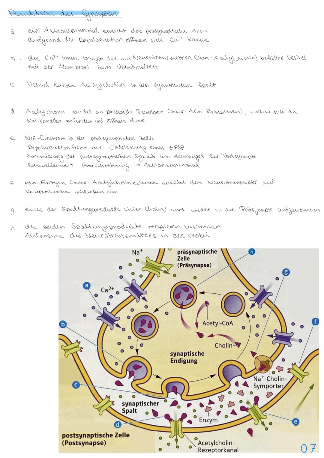 3.NEUROBIOLOGIE
Basiskonzepte
Das Basiskonzept... Struktur und Funktion beragt, dass bestimmte Strukturen auch in den
unterschiedlichsten Ti