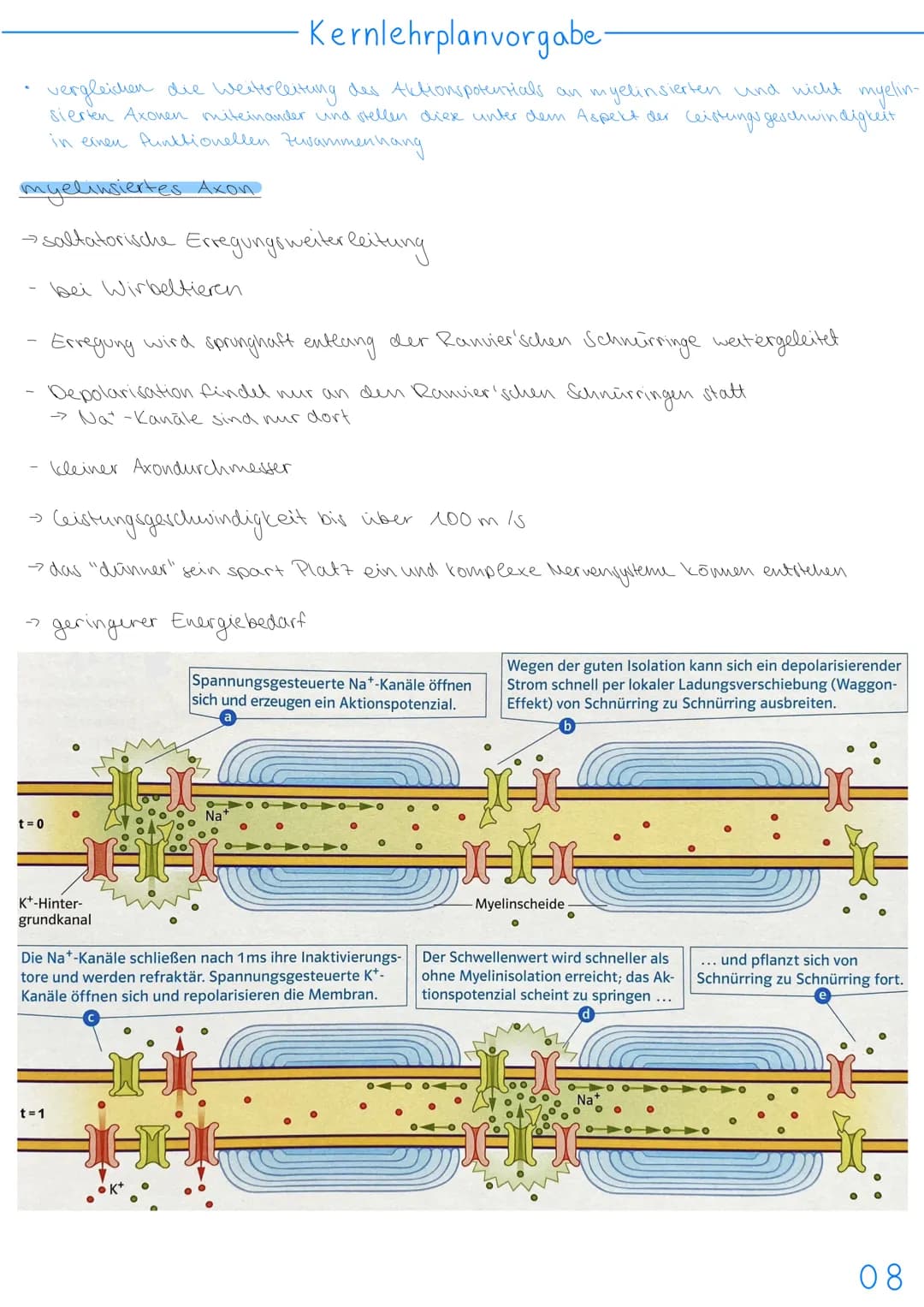 3.NEUROBIOLOGIE
Basiskonzepte
Das Basiskonzept... Struktur und Funktion beragt, dass bestimmte Strukturen auch in den
unterschiedlichsten Ti