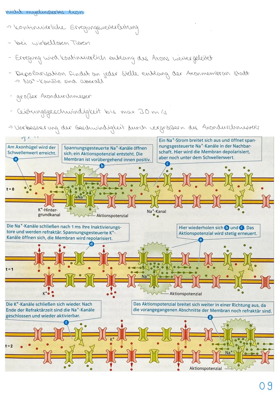 3.NEUROBIOLOGIE
Basiskonzepte
Das Basiskonzept... Struktur und Funktion beragt, dass bestimmte Strukturen auch in den
unterschiedlichsten Ti