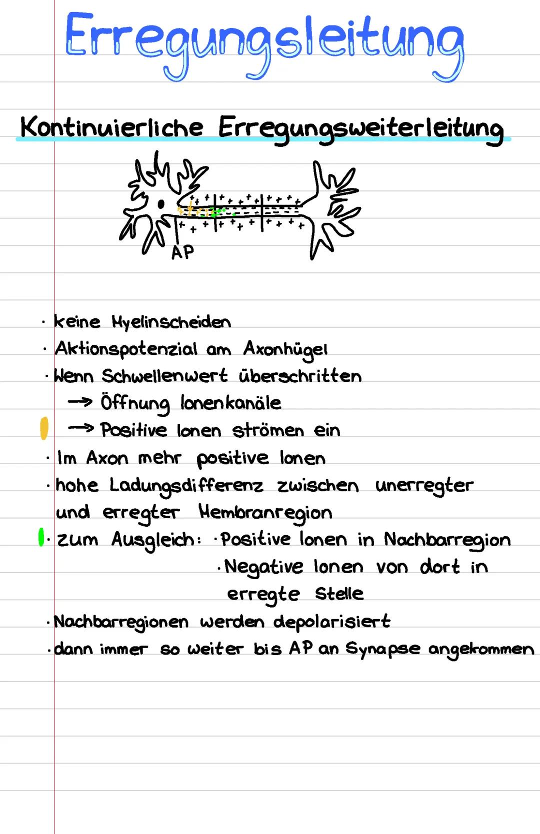 Erregungsleitung 