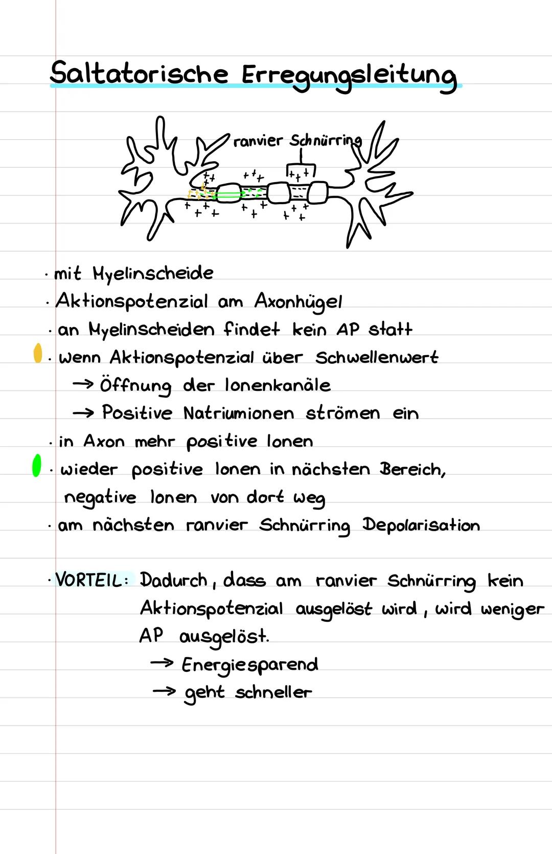 https://m.youtube.com/watch?v=AESP1EPVPYE
https://m.youtube.com/watch?v=aMlwsHcQYMY Erregungsleitung
Kontinuierliche Erregungsweiterleitung
