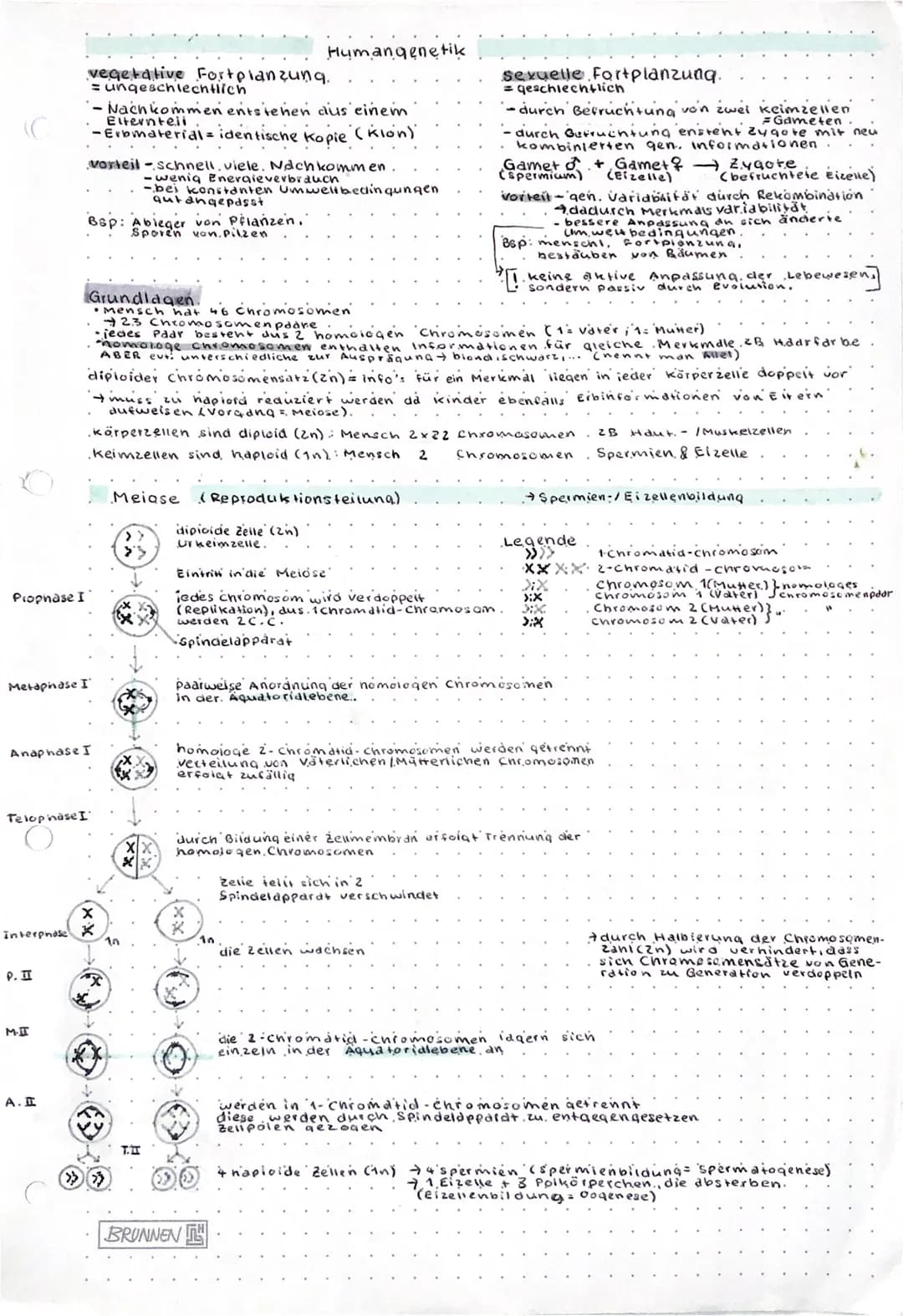 Prophase I
Interphose
P. II
vegetative Fortplanzung.
= ungeschlechtlich
- Nachkommen entstehen aus einem
Elternteil
-Erbmaterial = identisch