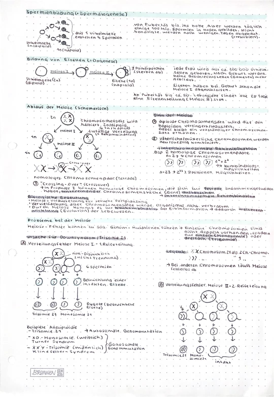 Prophase I
Interphose
P. II
vegetative Fortplanzung.
= ungeschlechtlich
- Nachkommen entstehen aus einem
Elternteil
-Erbmaterial = identisch