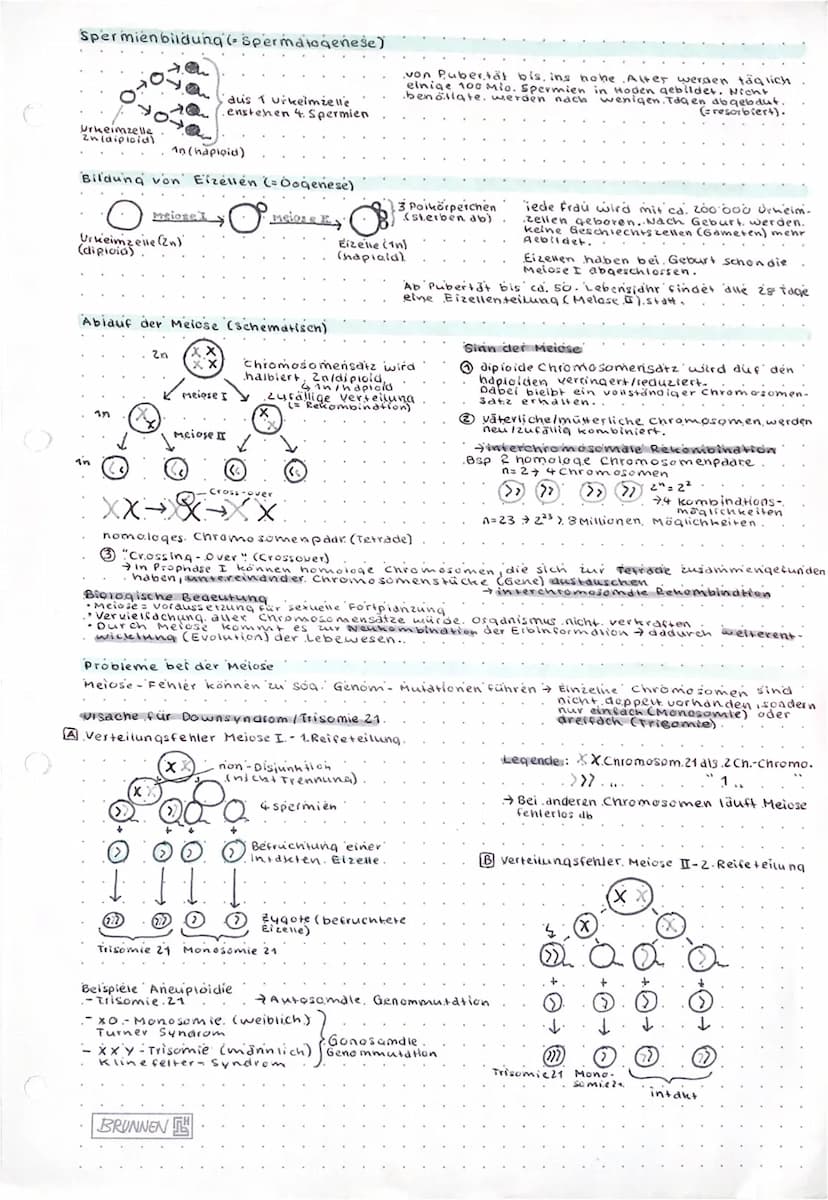 Prophase I
Interphose
P. II
vegetative Fortplanzung.
= ungeschlechtlich
- Nachkommen entstehen aus einem
Elternteil
-Erbmaterial = identisch