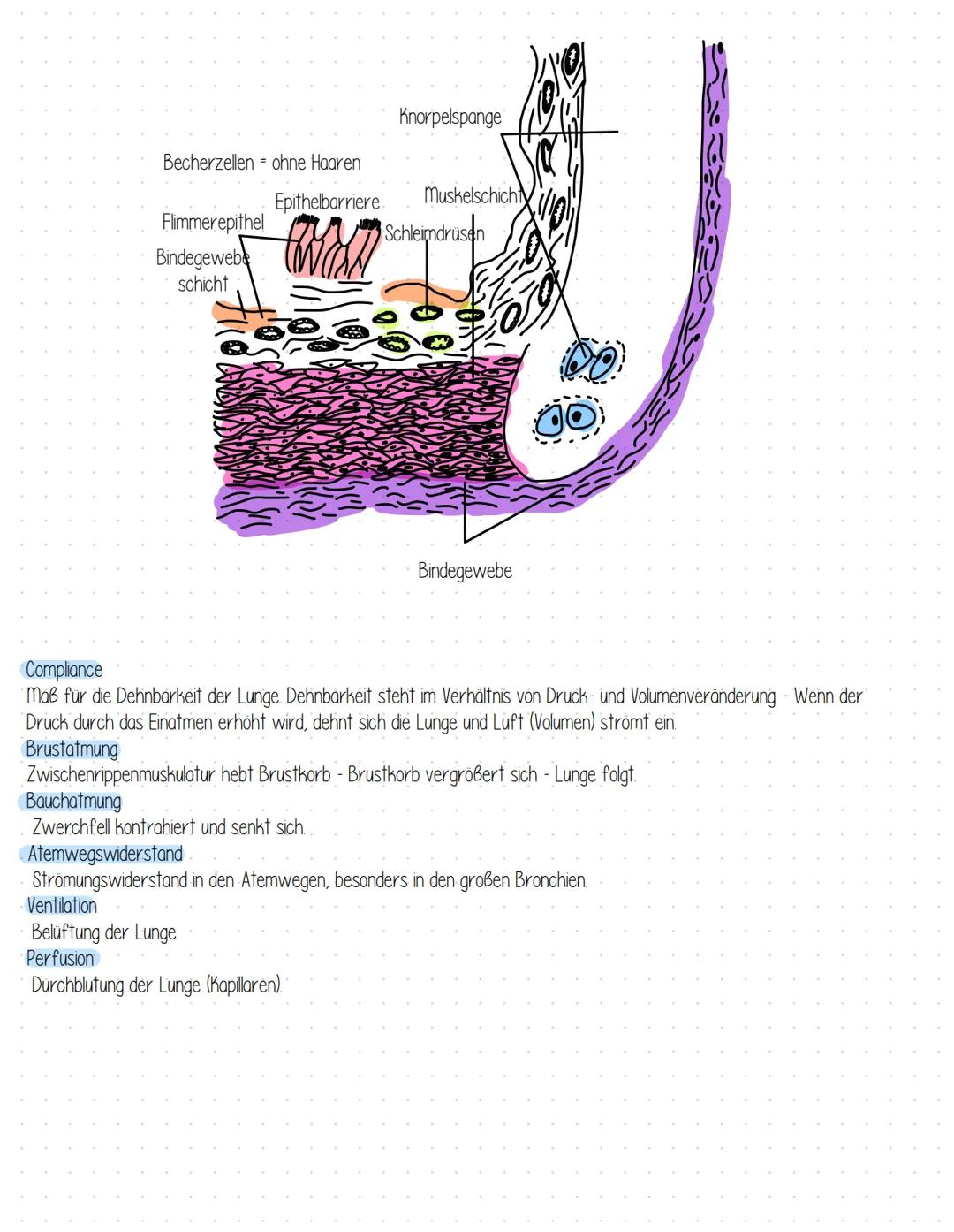 Gesundheit-Atmung Zungenbein
Schildknorpel
gefenstert
Efagengliederung des Rochens
Kehldeckel
Ringknorpel
Nasenhöhle
Luftrohre
Mundhöhle.
Zu