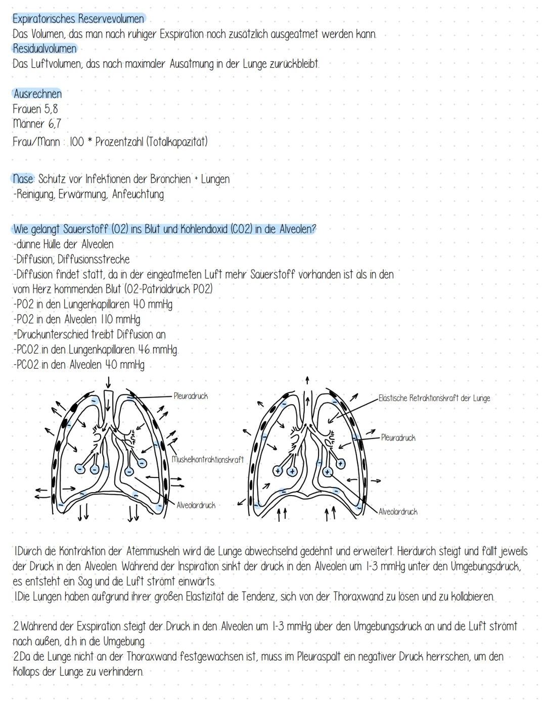 Gesundheit-Atmung Zungenbein
Schildknorpel
gefenstert
Efagengliederung des Rochens
Kehldeckel
Ringknorpel
Nasenhöhle
Luftrohre
Mundhöhle.
Zu