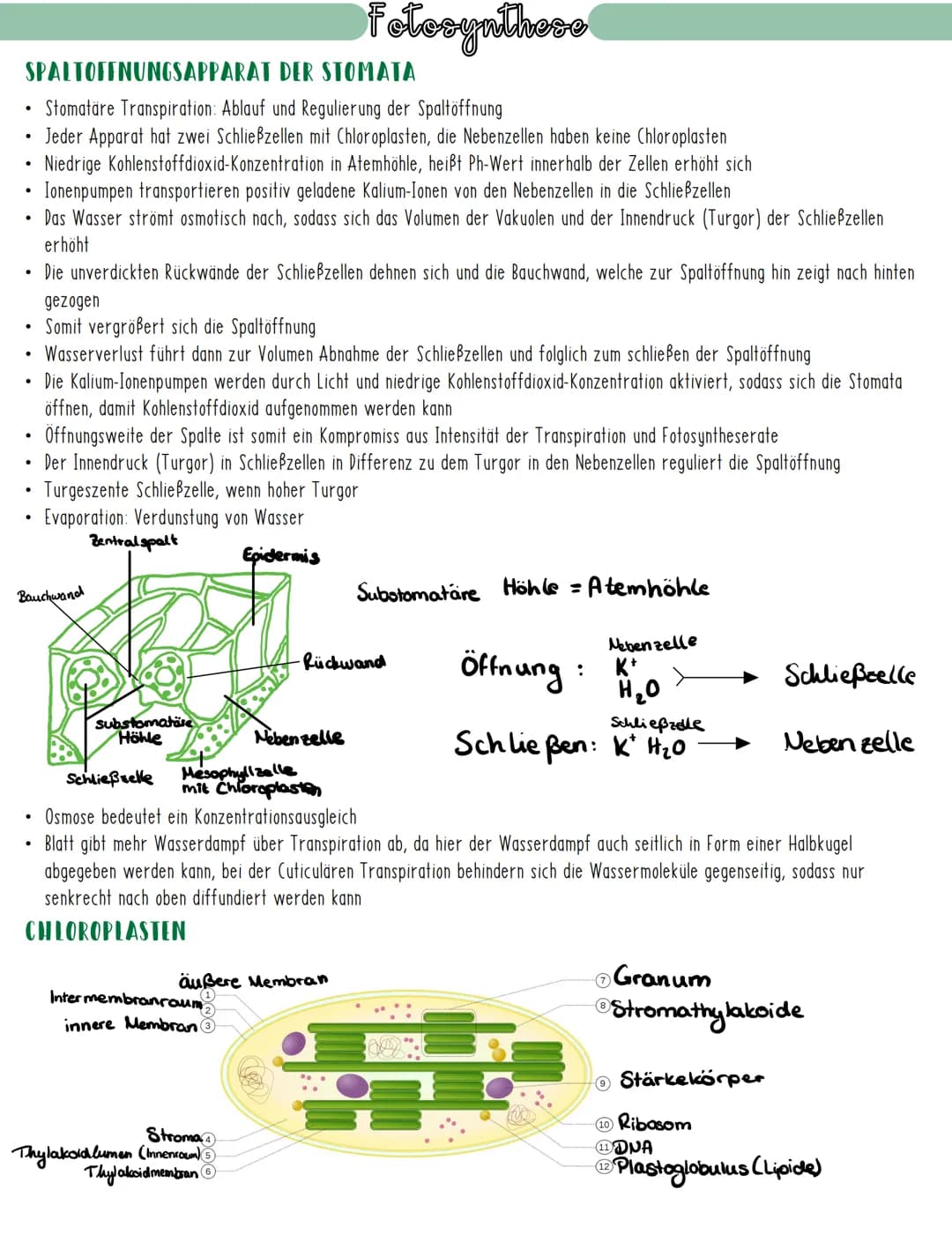 Fotosynthese
DIE ZWEIGETEILTE FOTOSYNTHESE
Experimente der Gruppe um Daniel Arnon fanden heraus, dass die Fotosynthese in zwei großen Teilsc
