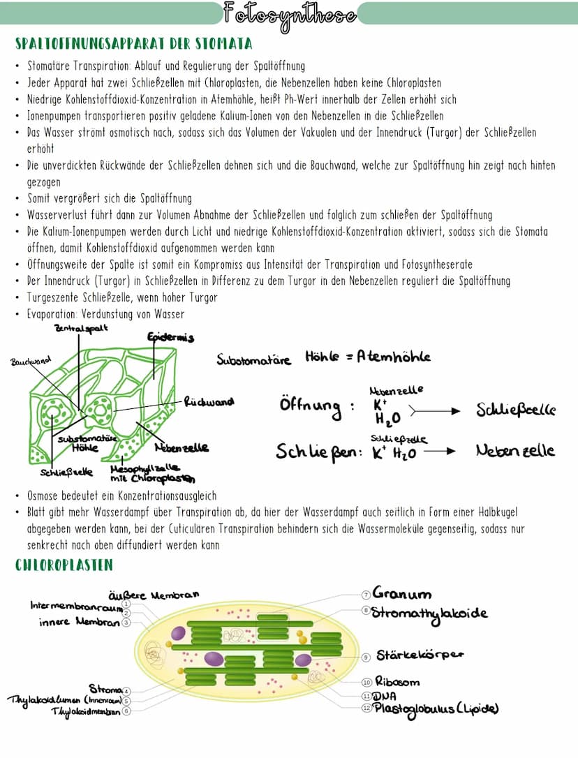 Fotosynthese
DIE ZWEIGETEILTE FOTOSYNTHESE
Experimente der Gruppe um Daniel Arnon fanden heraus, dass die Fotosynthese in zwei großen Teilsc
