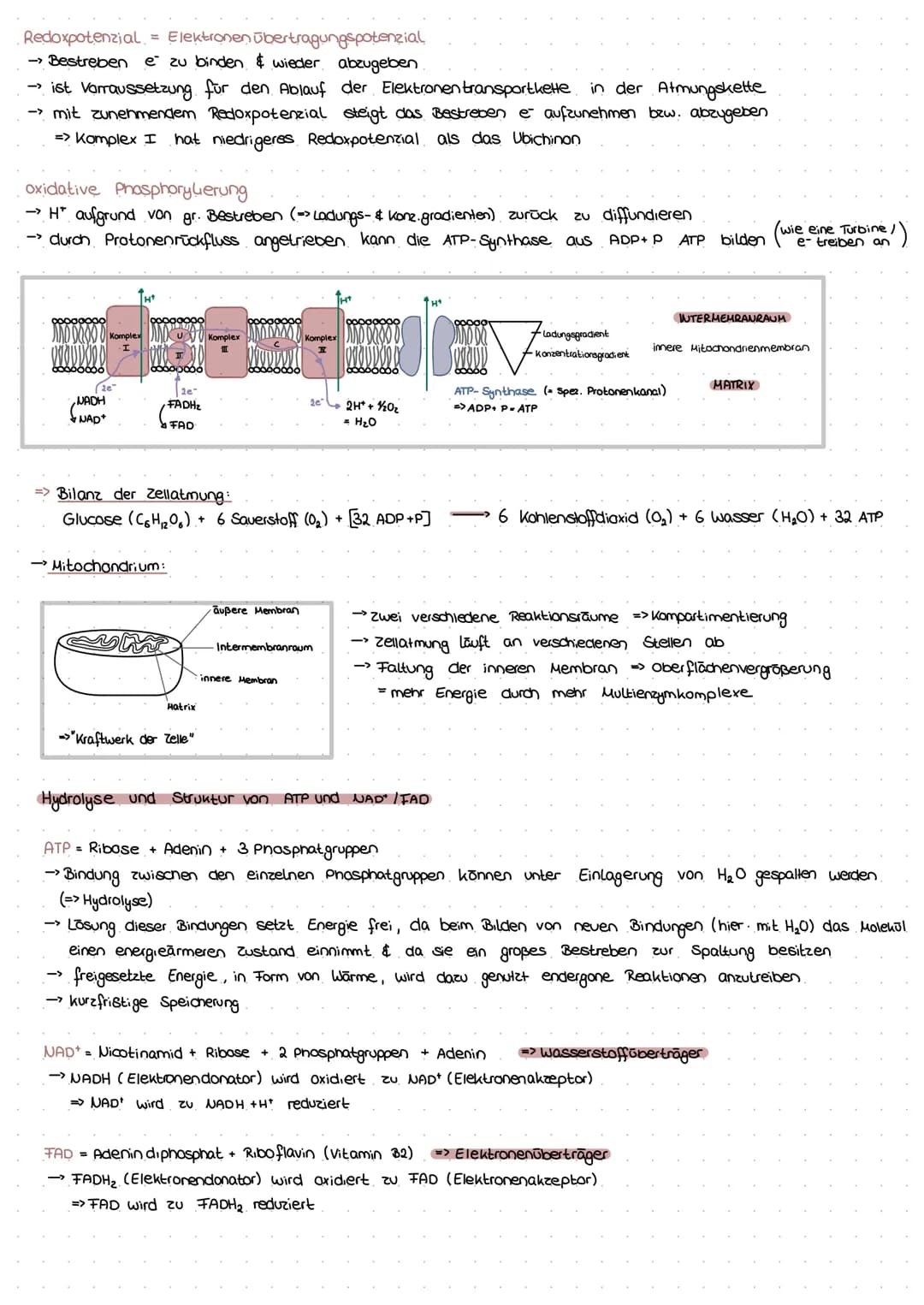 PROVARYOT VS EUKARYOT
Membran umgrenzt Organellen
Erbsubstanz
genetischer Austausch
→
Masse an Ribasomen
Cytoskelett
genetische Information
