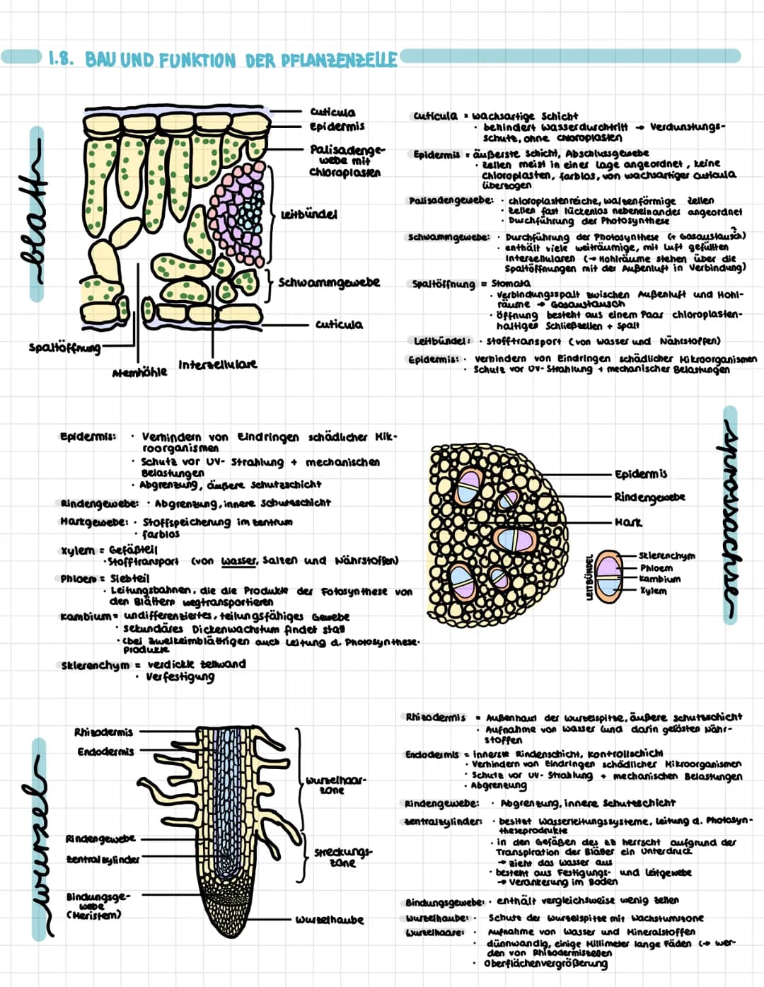 1.8. BAU UND FUNKTION DER PFLANZENZELLE
wurzel
ge
spaltöffnung
Atemhöhle
xylem Gefäßteil
Intercellulare
Epidermis: • Verhindern von Eindring