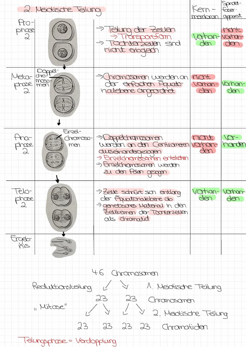 Bo Arbeit Genetik
Begriffe:
reinerbig - homozygot
=
4 da oder AA
→>>>
2 gleiche Allele
mischerbig - heterozygot
↳ Ab
Genotyp
Phänotyp
Gen: E