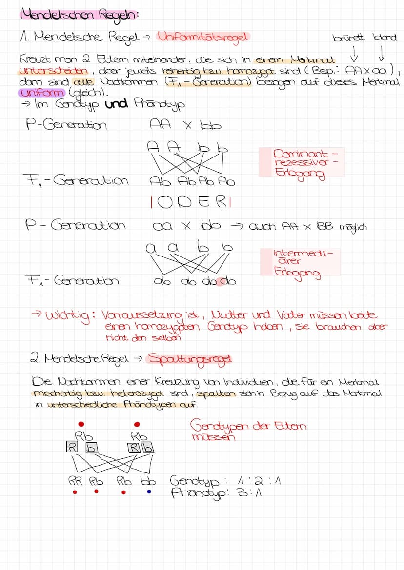 Bo Arbeit Genetik
Begriffe:
reinerbig - homozygot
=
4 da oder AA
→>>>
2 gleiche Allele
mischerbig - heterozygot
↳ Ab
Genotyp
Phänotyp
Gen: E