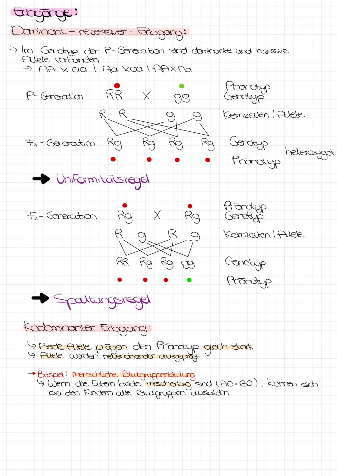 Bo Arbeit Genetik
Begriffe:
reinerbig - homozygot
=
4 da oder AA
→>>>
2 gleiche Allele
mischerbig - heterozygot
↳ Ab
Genotyp
Phänotyp
Gen: E