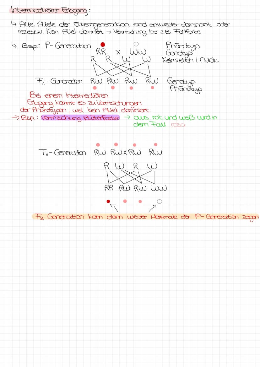 Bo Arbeit Genetik
Begriffe:
reinerbig - homozygot
=
4 da oder AA
→>>>
2 gleiche Allele
mischerbig - heterozygot
↳ Ab
Genotyp
Phänotyp
Gen: E