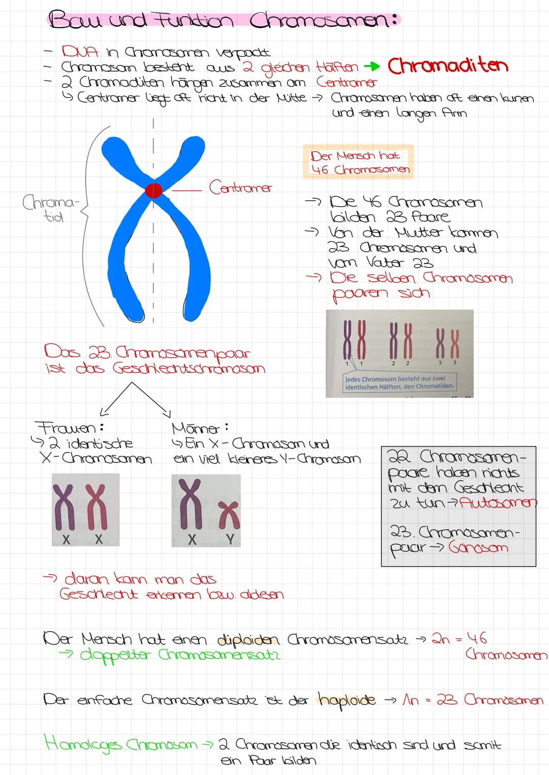 Bo Arbeit Genetik
Begriffe:
reinerbig - homozygot
=
4 da oder AA
→>>>
2 gleiche Allele
mischerbig - heterozygot
↳ Ab
Genotyp
Phänotyp
Gen: E