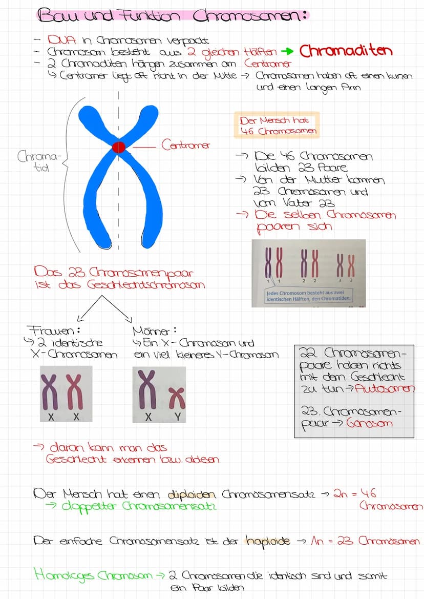 Bo Arbeit Genetik
Begriffe:
reinerbig - homozygot
=
4 da oder AA
→>>>
2 gleiche Allele
mischerbig - heterozygot
↳ Ab
Genotyp
Phänotyp
Gen: E