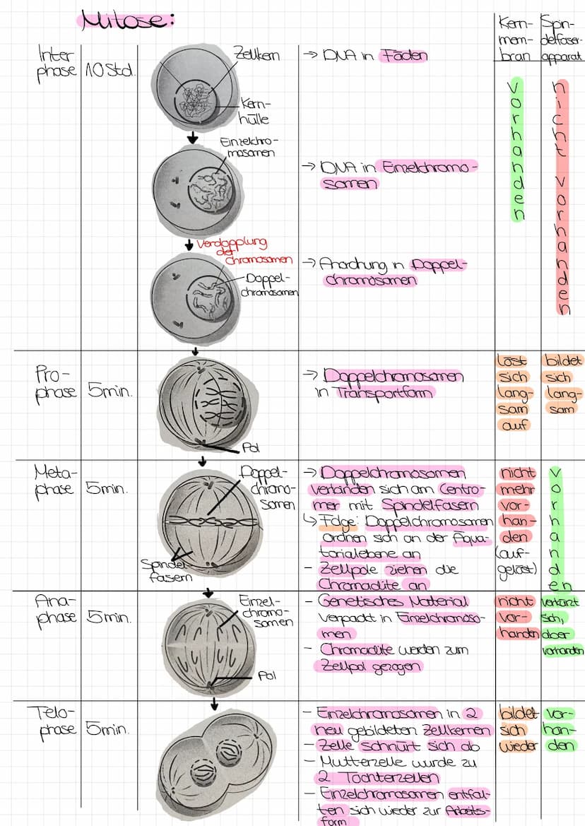 Bo Arbeit Genetik
Begriffe:
reinerbig - homozygot
=
4 da oder AA
→>>>
2 gleiche Allele
mischerbig - heterozygot
↳ Ab
Genotyp
Phänotyp
Gen: E
