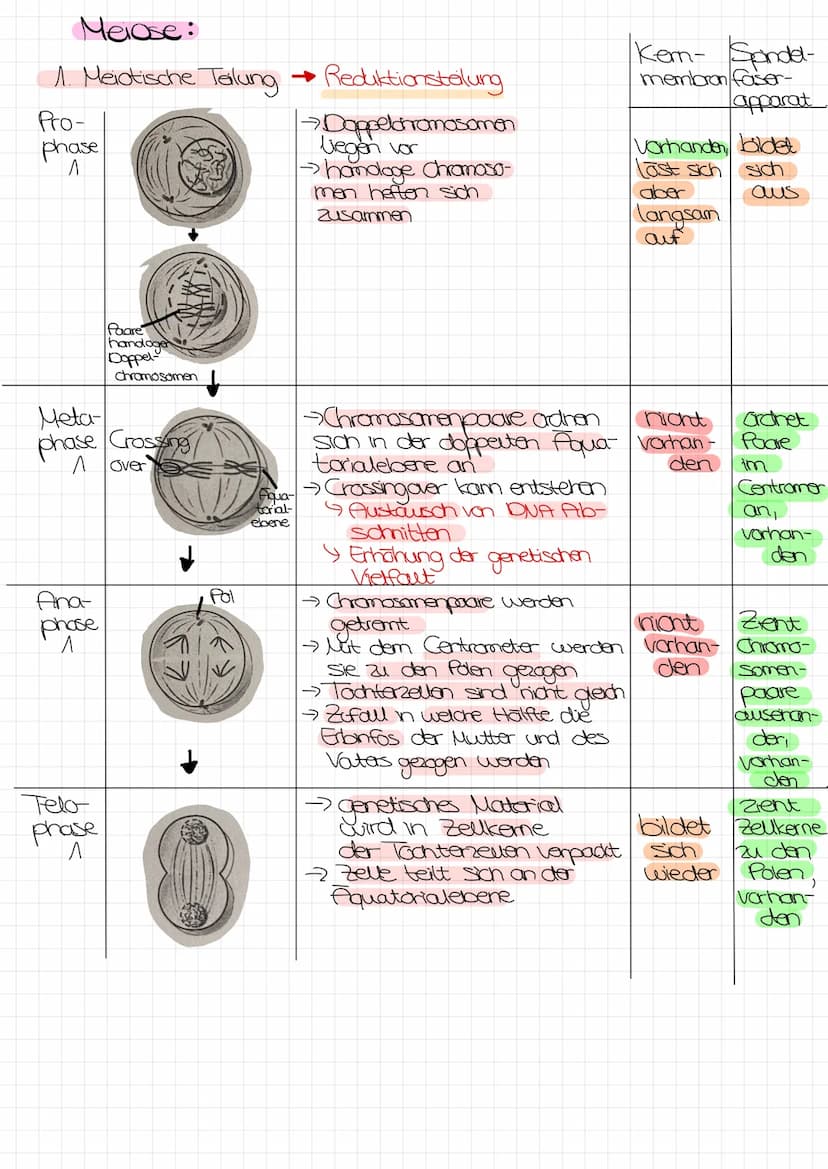 Bo Arbeit Genetik
Begriffe:
reinerbig - homozygot
=
4 da oder AA
→>>>
2 gleiche Allele
mischerbig - heterozygot
↳ Ab
Genotyp
Phänotyp
Gen: E