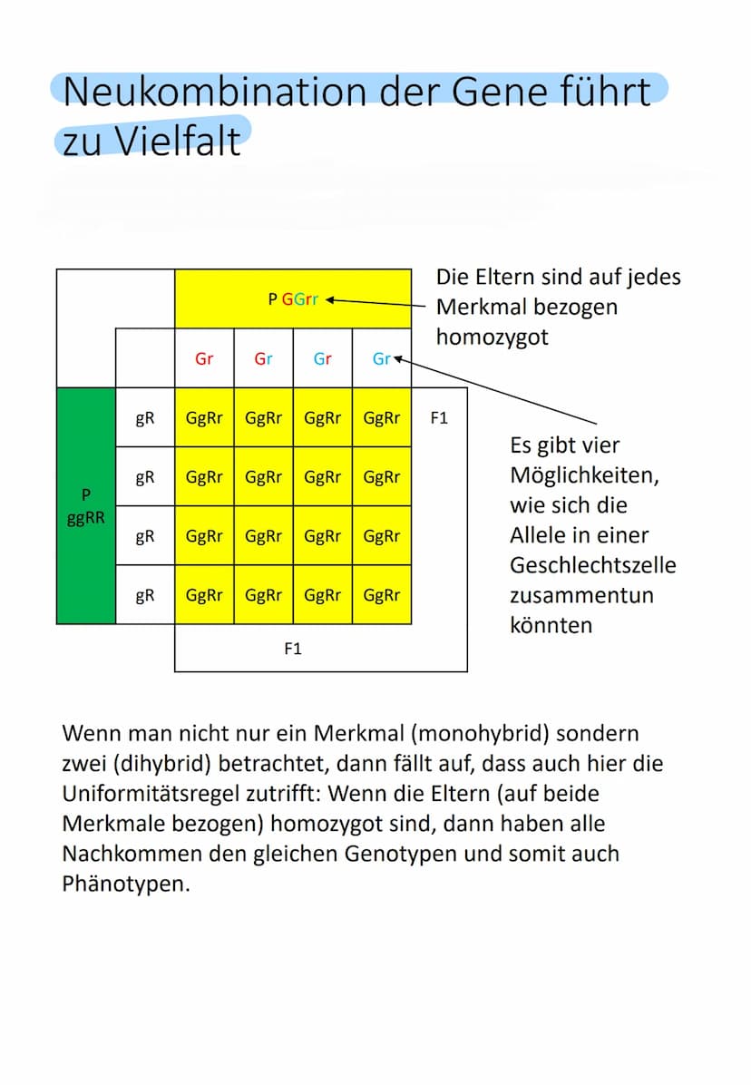 Bedeutung des Zellkerns
Enthält gesamte Information über gesamte
Entwicklung (Genom) von einer befruchteten
Eizelle (Zygote) bis zum ausgewa