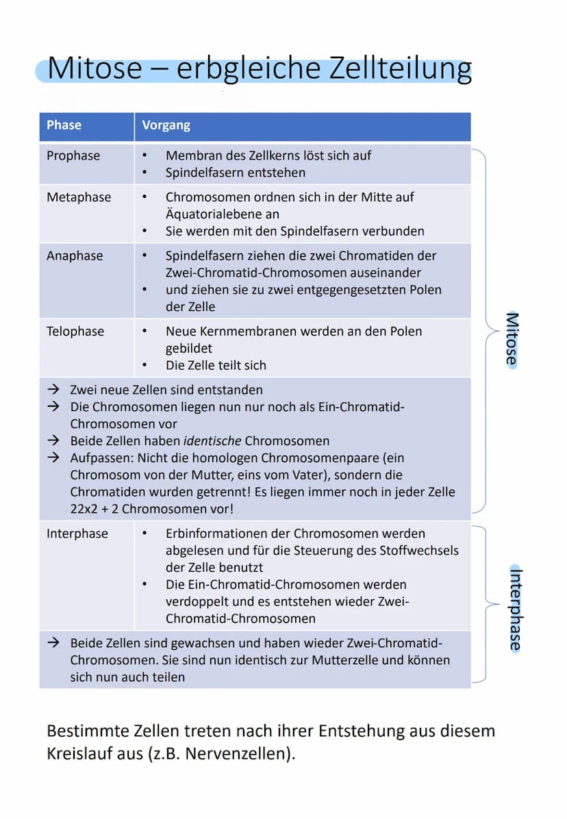 Bedeutung des Zellkerns
Enthält gesamte Information über gesamte
Entwicklung (Genom) von einer befruchteten
Eizelle (Zygote) bis zum ausgewa
