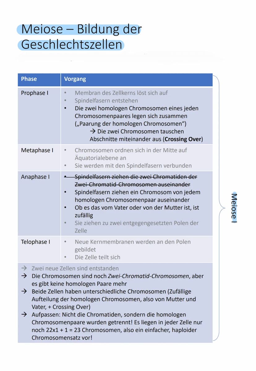 Bedeutung des Zellkerns
Enthält gesamte Information über gesamte
Entwicklung (Genom) von einer befruchteten
Eizelle (Zygote) bis zum ausgewa