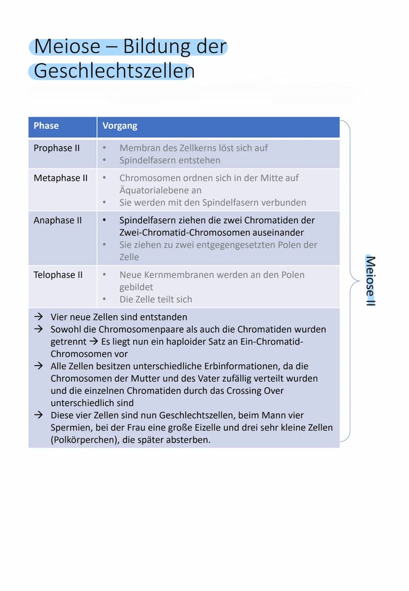 Bedeutung des Zellkerns
Enthält gesamte Information über gesamte
Entwicklung (Genom) von einer befruchteten
Eizelle (Zygote) bis zum ausgewa