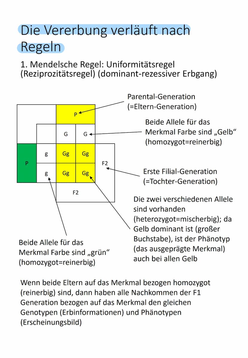 Bedeutung des Zellkerns
Enthält gesamte Information über gesamte
Entwicklung (Genom) von einer befruchteten
Eizelle (Zygote) bis zum ausgewa