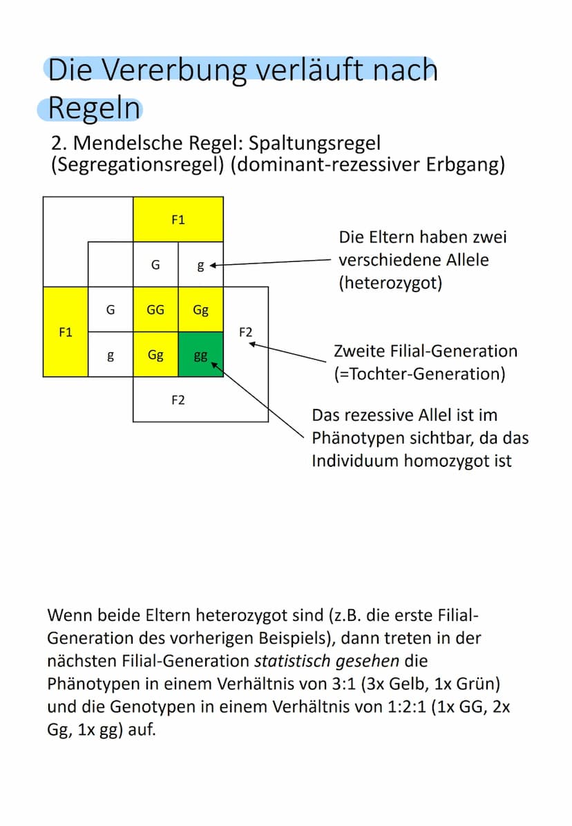 Bedeutung des Zellkerns
Enthält gesamte Information über gesamte
Entwicklung (Genom) von einer befruchteten
Eizelle (Zygote) bis zum ausgewa