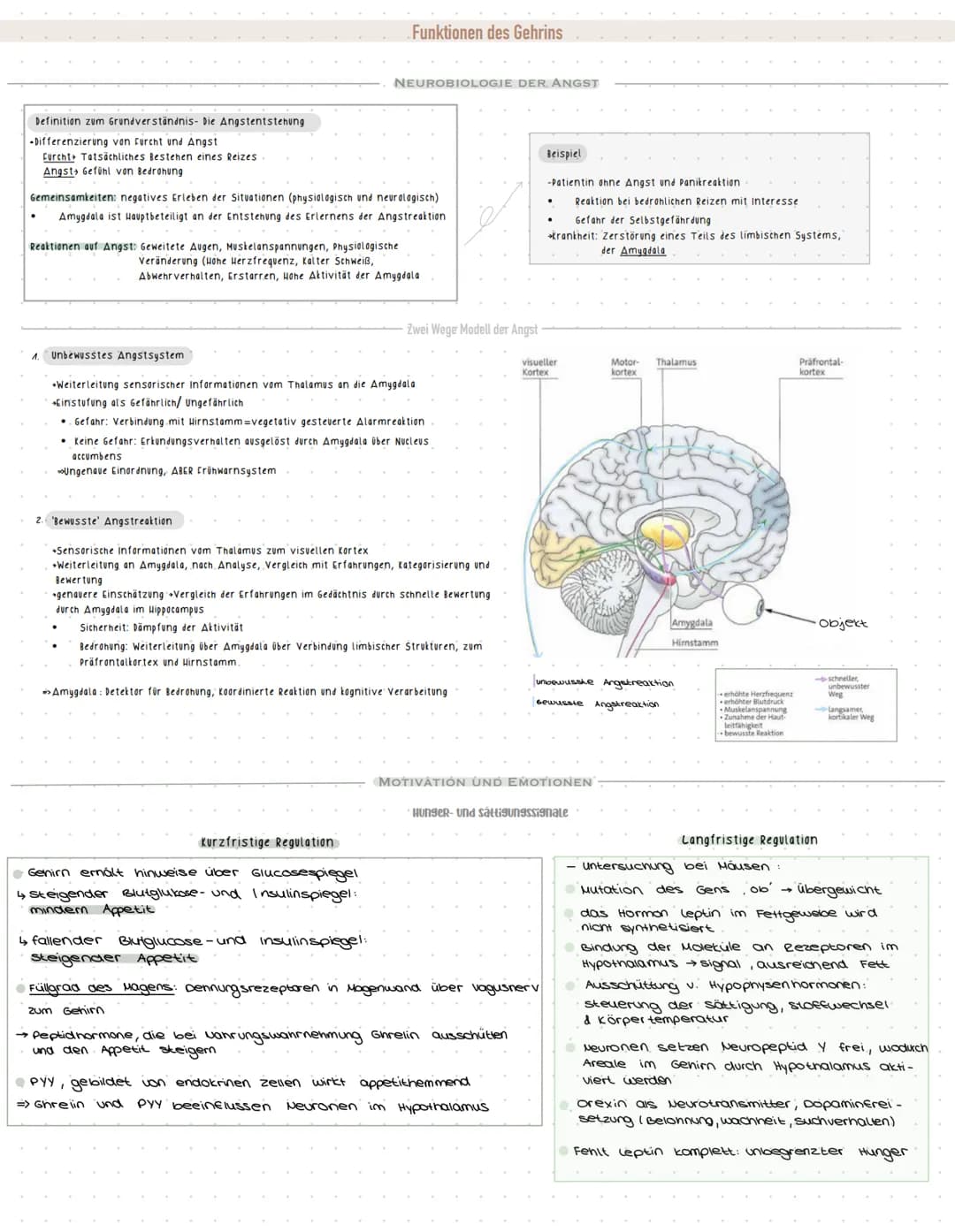 im Wirbelkanal
•über absteigende vervenbannen
Gehirn zu den Körperteilen
Rückenmark,
spinalnerven (PNS), seitlich am -Winkel.
über aufsteige