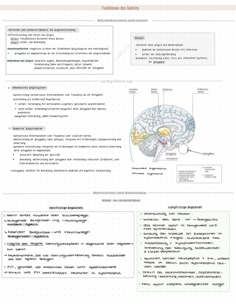 im Wirbelkanal
•über absteigende vervenbannen
Gehirn zu den Körperteilen
Rückenmark,
spinalnerven (PNS), seitlich am -Winkel.
über aufsteige