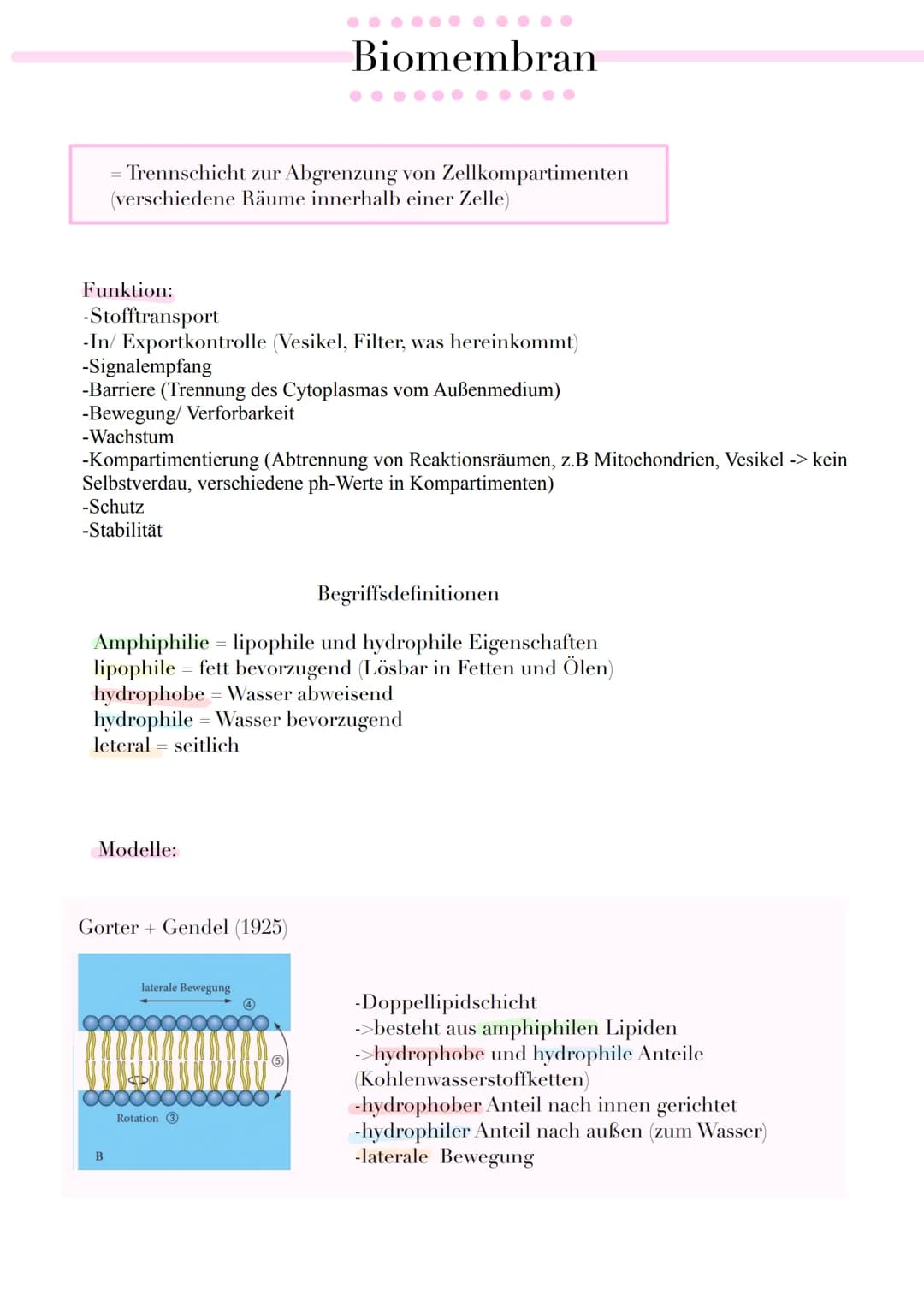 Trennschicht zur Abgrenzung von Zellkompartimenten
(verschiedene Räume innerhalb einer Zelle)
Funktion:
-Stofftransport
-In/ Exportkontrolle