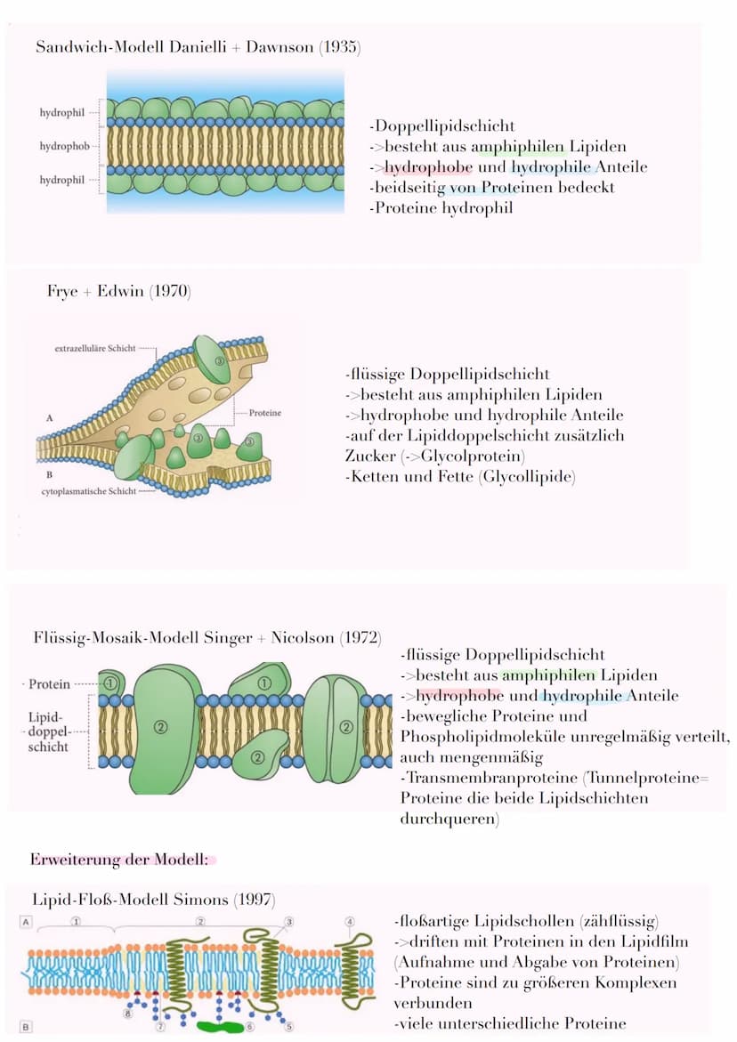Trennschicht zur Abgrenzung von Zellkompartimenten
(verschiedene Räume innerhalb einer Zelle)
Funktion:
-Stofftransport
-In/ Exportkontrolle