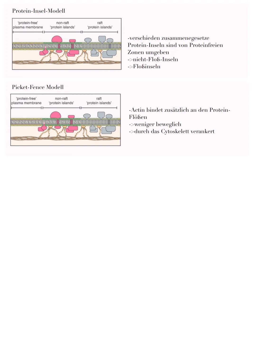 Trennschicht zur Abgrenzung von Zellkompartimenten
(verschiedene Räume innerhalb einer Zelle)
Funktion:
-Stofftransport
-In/ Exportkontrolle
