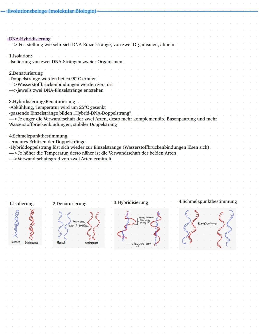 Leistungskurs
Genetik
Meiose und Rekombination
Analyse von Familienstammbäu-
men
✓
Proteinbiosynthese
Genregulation
Entwicklung eines Modell
