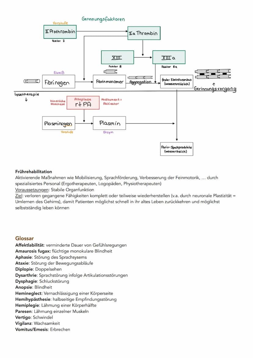 Apoplex
Ursachen: Arteriosklerose
Definition: Ablagerungen von Plaque an Blutgefäßwänden mit Wandverdickungen und Einengung des Gefäßlumens.