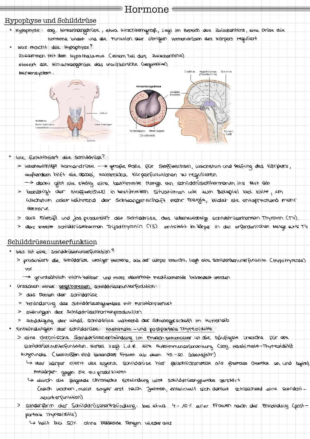 Schilddrüse und ihre Hormone: Funktion und Einfluss