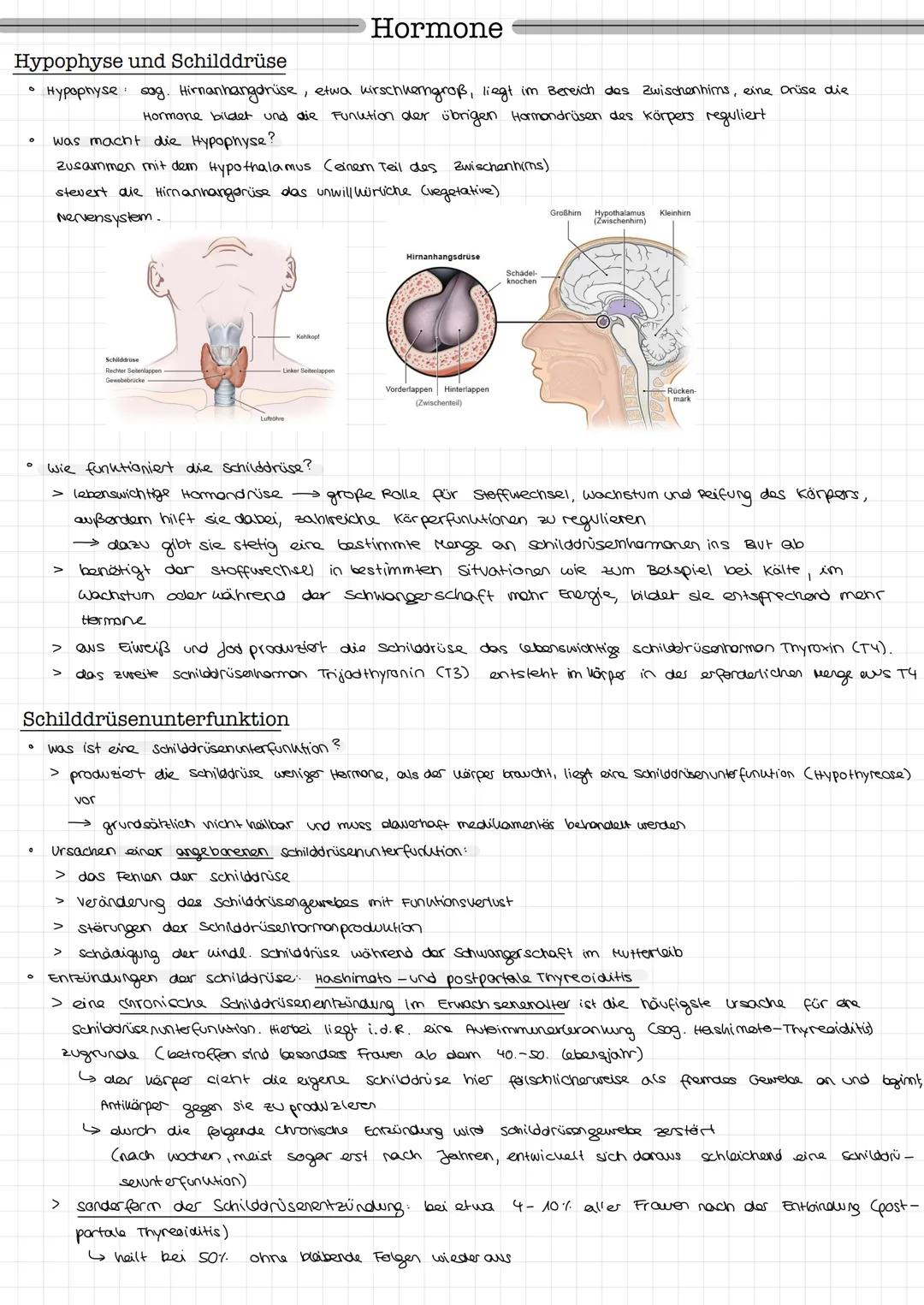 Hypophyse und Schilddrüse
Hypophyse sag. Hirnanhangdrüse, etwa kirschkerngroß, liegt im Bereich des Zwischenhims, eine Drüse die
Hormone bil