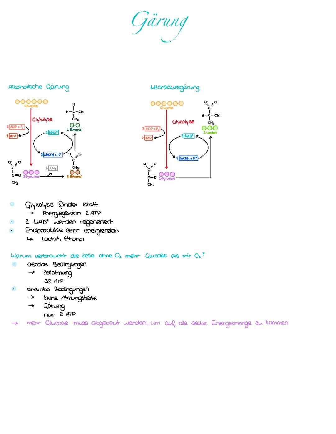 Alkoholische Gärung und Glykolyse: Einfach erklärt für Kids
