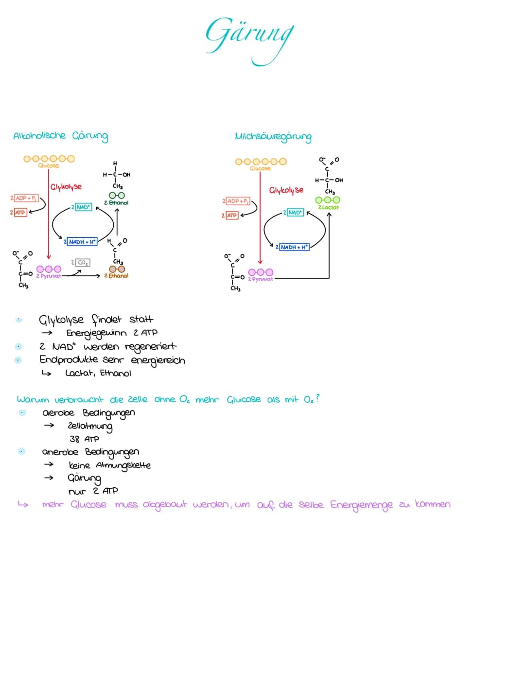 Alkoholische Gärung
000000
Glucose
2 ADP + P
ATP
•
Glykolyse
جا
Ooo
2 Pyruvat
NAD
NADH+H
2 CO₂
جا
H
H-CICH
CH₂
O-O
2 Ethanol
00
2 Ethanal
Gl