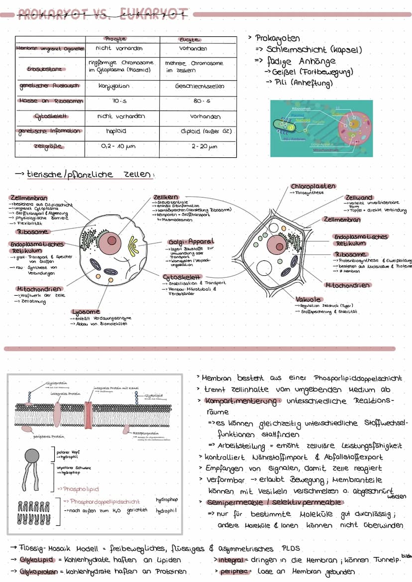PROVARYOT VS EUKARYOT
Membran umgrenzt Organellen
Erbsubstanz
genetischer Austausch
→
Masse an Ribasomen
Cytoskelett
genetische Information
